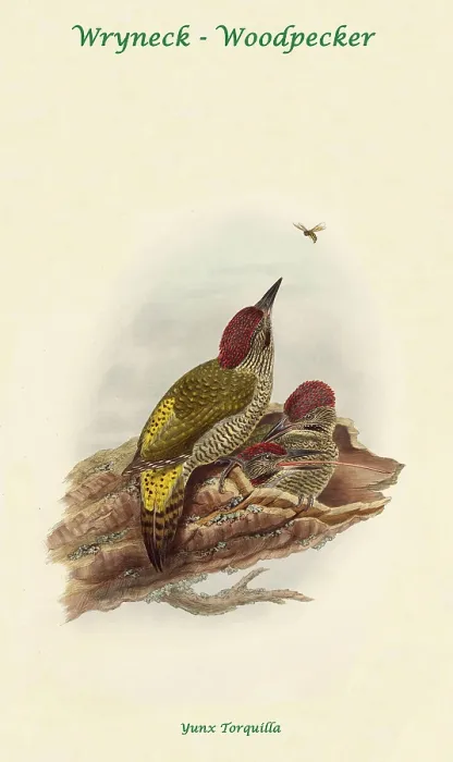Framed Print : Wryneck - Woodpecker Framed Print : Wryneck - Woodpecker