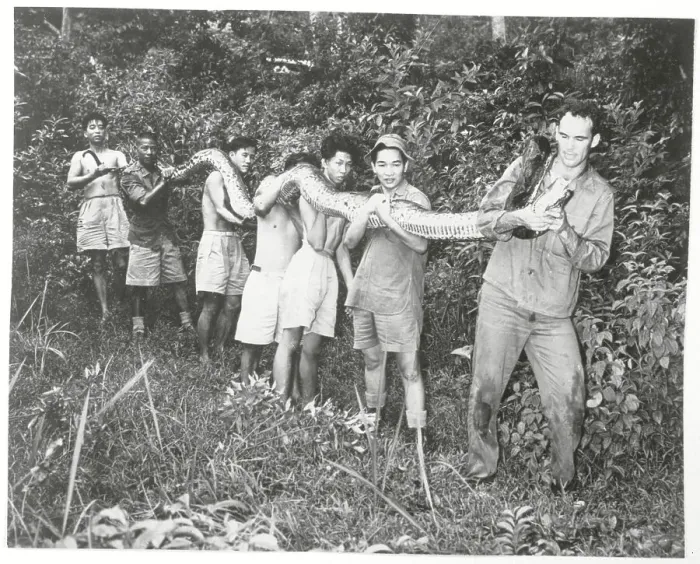 Framed Print : Wyman Carroll and Helpers Holding Long Snake Framed Print : Wyman Carroll and Helpers Holding Long Snake