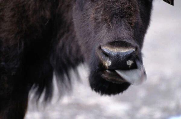 Wyoming. Other common name: plains buffalo