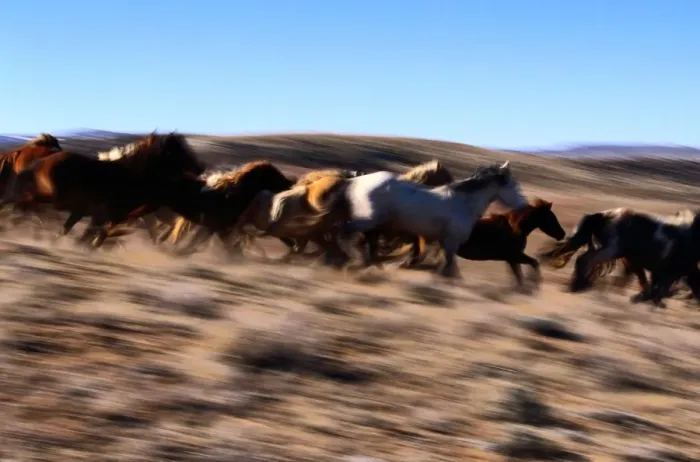 Framed Print : Wyoming. Other common names: cayuse, bronco. Feral horse breed found in Mexico and plains Framed Print : Wyoming. Other common names: cayuse, bronco. Feral horse breed found in Mexico and plains