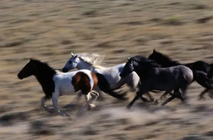 Framed Print : Wyoming. Other common names: cayuse, bronco. Feral horse breed found in Mexico and plains
