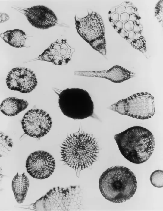 Framed Print : X-Ray Amoeboids Framed Print : X-Ray Amoeboids