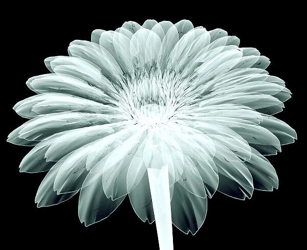 x-ray image of a flower isolated on black, the ge