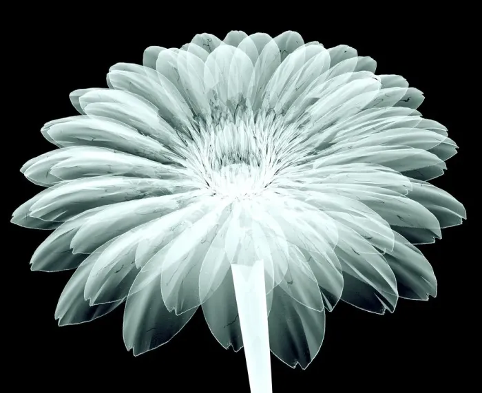 Framed Print : x-ray image of a flower isolated on black, the ge Framed Print : x-ray image of a flower isolated on black, the ge