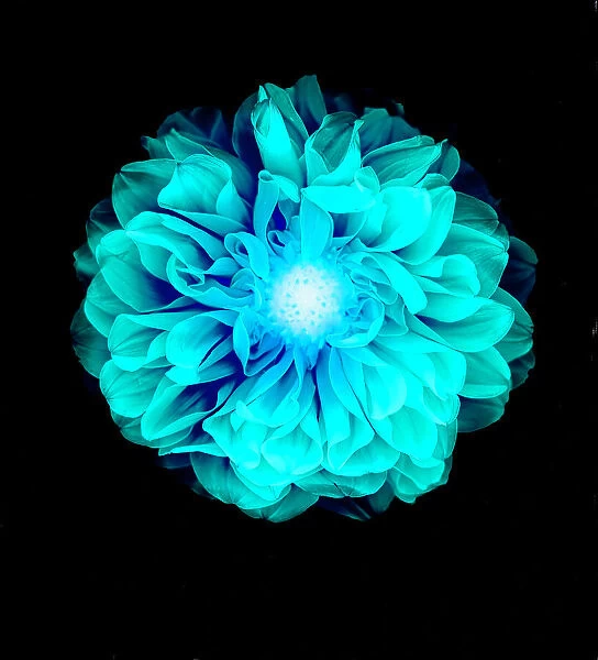 X-ray like image of a flower
