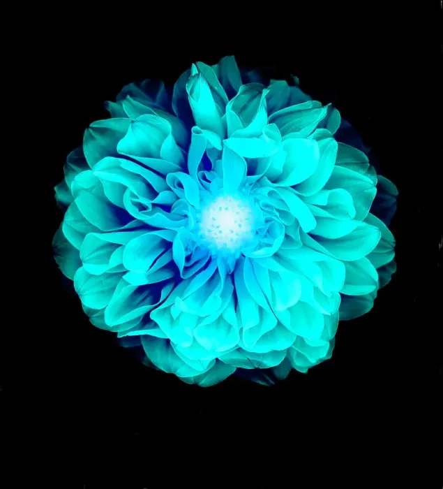 Framed Print : X-ray like image of a flower Framed Print : X-ray like image of a flower
