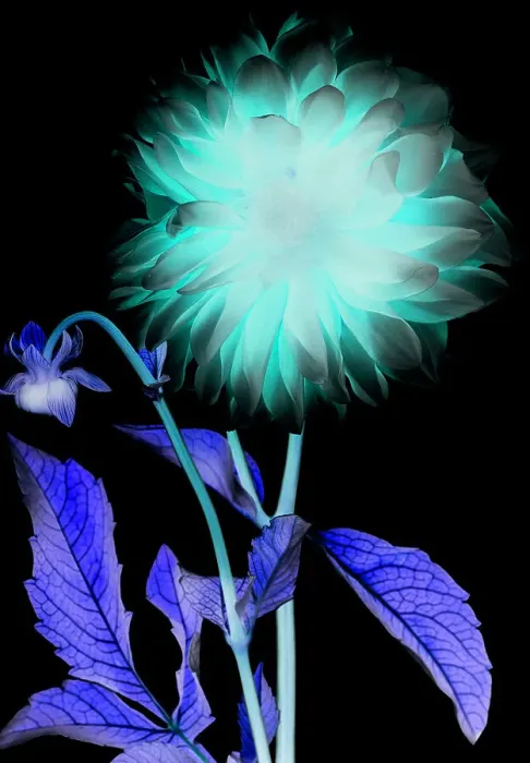 Framed Print : X-ray like image of a flower Framed Print : X-ray like image of a flower