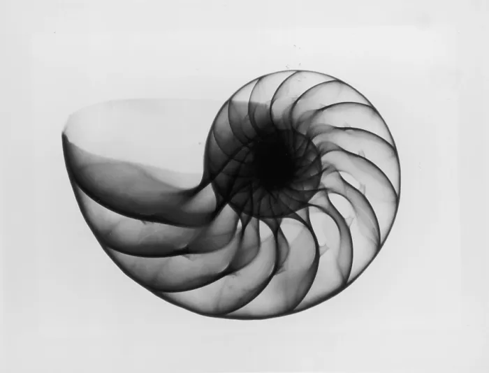 Framed Print : X-Ray Nautilus Shell Framed Print : X-Ray Nautilus Shell