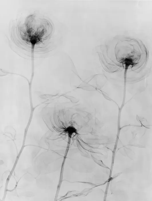 Framed Print : X-Ray Three Roses Framed Print : X-Ray Three Roses