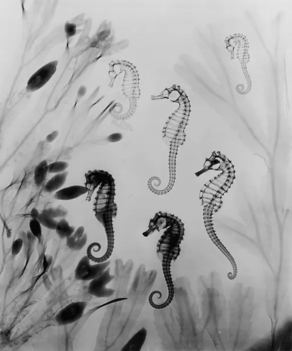 Framed Print : X-Ray Seahorses Framed Print : X-Ray Seahorses