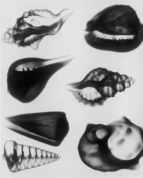 Framed Print : X-Ray Seven Shells