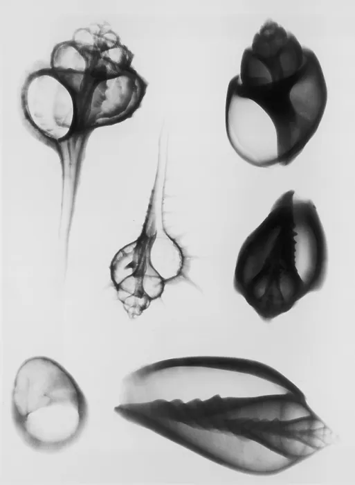 Framed Print : X-Ray Six Shells