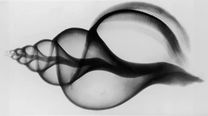 Framed Print : X-Ray Whelk Shell