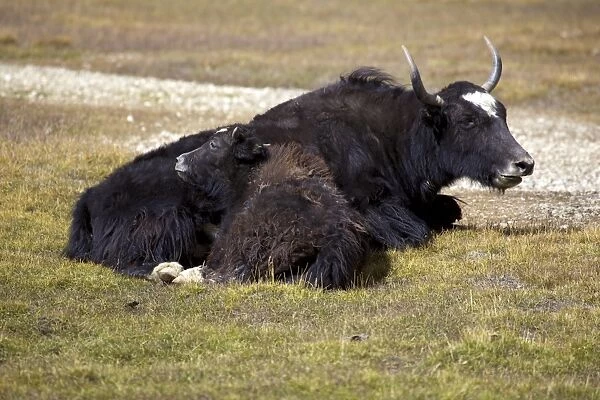 Yak (Bos mutus) with calf, Pamir, Tajikistan, Central Asia