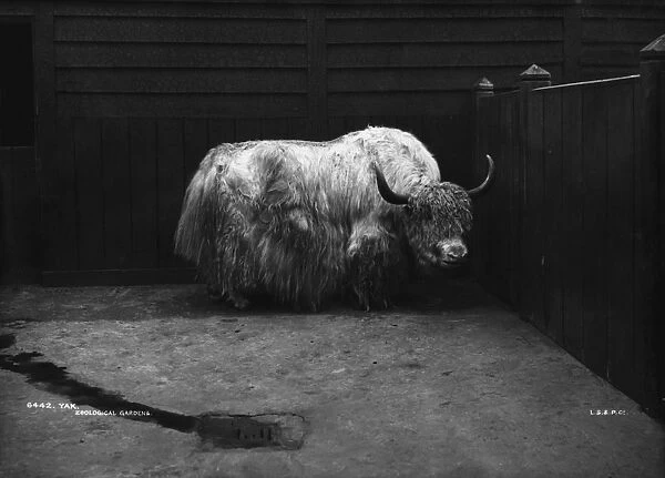 Yak. A yak in its enclosure at Regents Park zoo