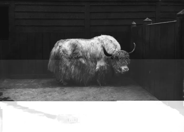 Framed Print : Yak. circa 1910: A yak in its enclosure at Regents Park zoo Framed Print : Yak. circa 1910: A yak in its enclosure at Regents Park zoo