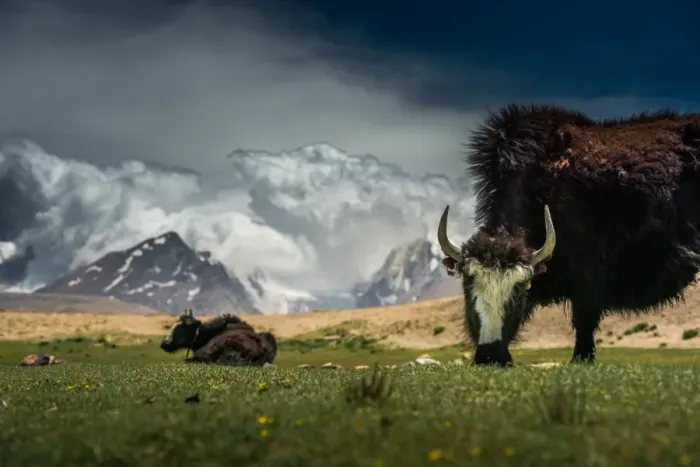 Framed Print : Yak feeding at Tibetan plateau Framed Print : Yak feeding at Tibetan plateau