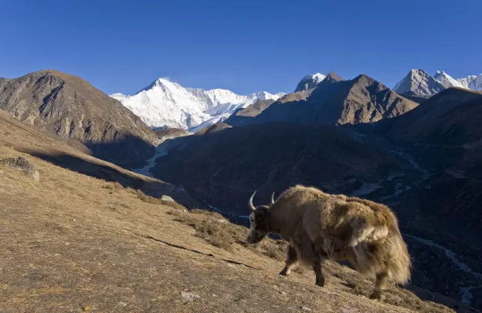 Framed Print : Yak grazing on dusty mountainside Framed Print : Yak grazing on dusty mountainside