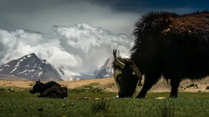 Framed Print : Yak grazing grass