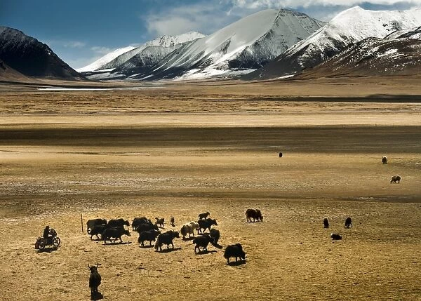 Yak herd in dry grassland
