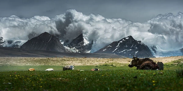 Yak lay on grass field w  /  Himalayas background