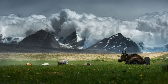 Framed Print : Yak lay on grass field w / Himalayas background Framed Print : Yak lay on grass field w / Himalayas background