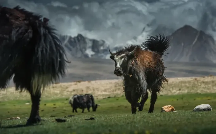 Framed Print : Yak running on a grass field Framed Print : Yak running on a grass field
