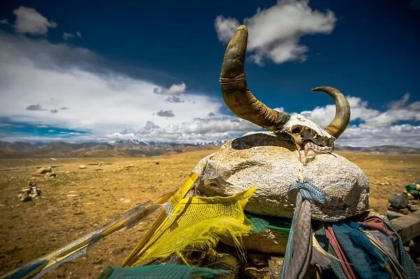 Yak skull. View of yak skull on stone against desert and cloudy sky