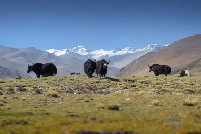 Framed Print : Yak with Tibet Landscape Scene Framed Print : Yak with Tibet Landscape Scene