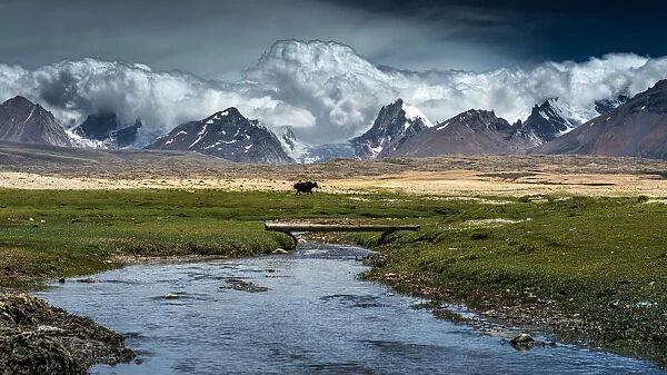 Yak walk along Tibetan plateau