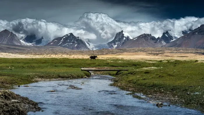 Framed Print : Yak walk along Tibetan plateau Framed Print : Yak walk along Tibetan plateau