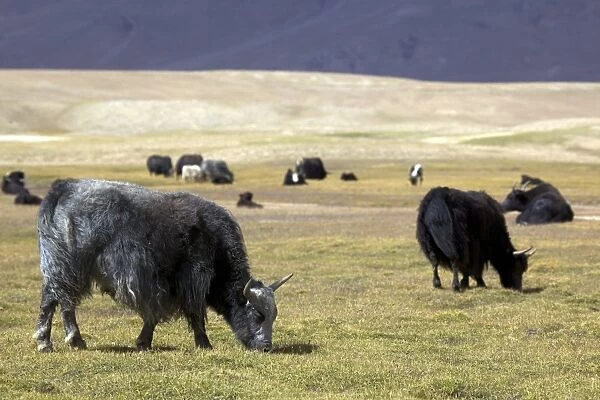 Yaks (Bos mutus), Pamir, Tajikistan, Central Asia