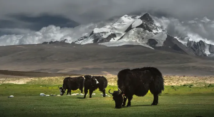 Framed Print : Yaks of Himalayas Framed Print : Yaks of Himalayas
