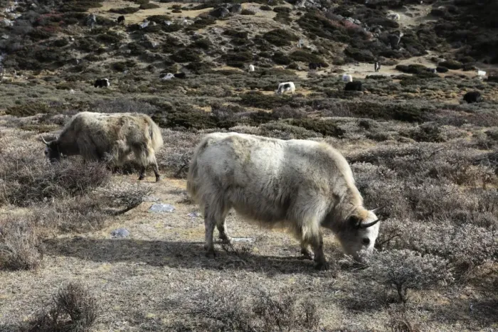 Framed Print : Yaks on the Pheriche Pass