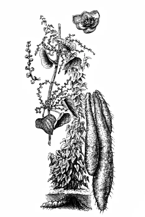 Framed Print : Yam (Dioscorea Sativa)