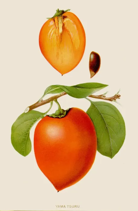 Framed Print : Yama tsuru fruit illustration 1891 Framed Print : Yama tsuru fruit illustration 1891