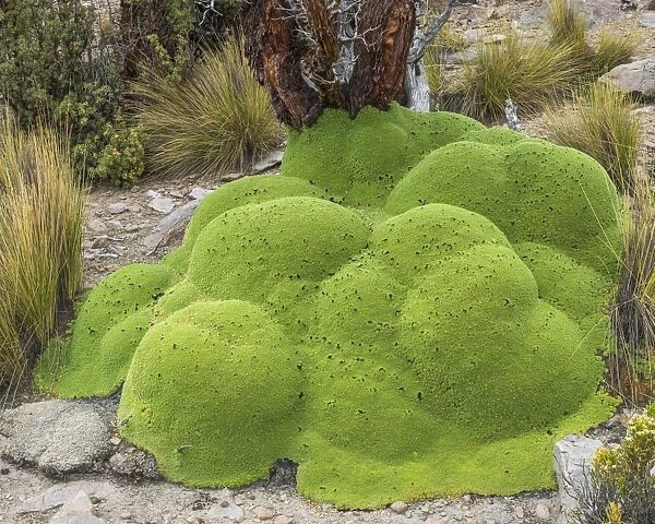 Yareta or Llareta cushion plant -Azorella compacta- and Quenoa De Altura -Polylepis tarapacana- at the back, Tarapaca Region, Chile