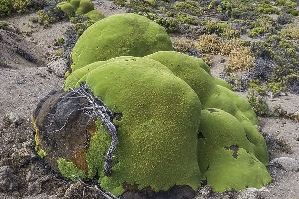 Yareta or Llareta cushion plant -Azorella compacta- growing on the slopes of the Taapaca volcano, Arica y Parinacota Region, Chile