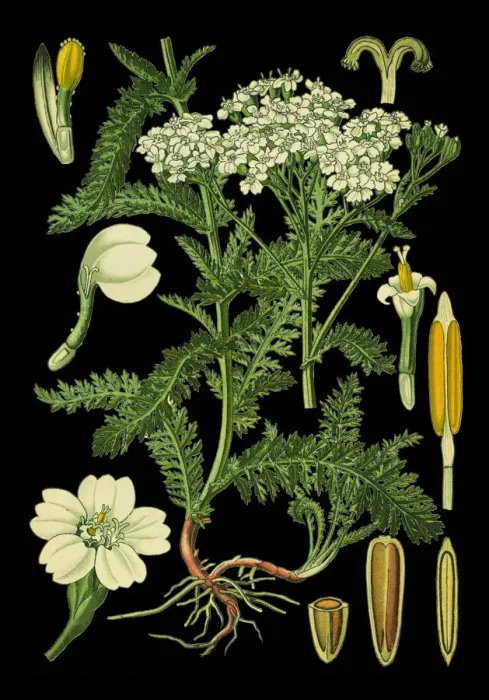 Framed Print : yarrow. Antique illustration of a Medicinal and Herbal Plants. Framed Print : yarrow. Antique illustration of a Medicinal and Herbal Plants.
