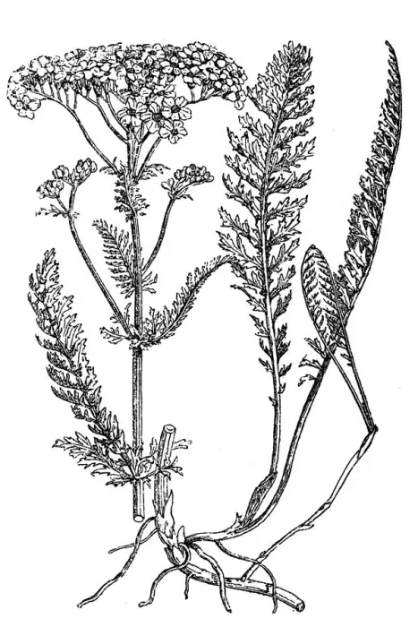 Framed Print : Yarrow plant, milfoil Framed Print : Yarrow plant, milfoil