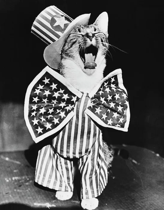 Framed Print : Yawning Cat in Uncle Sam Costume Framed Print : Yawning Cat in Uncle Sam Costume