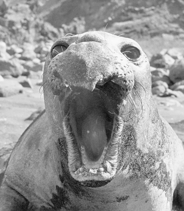 Framed Print : Yawning Elephant Seal Framed Print : Yawning Elephant Seal