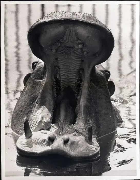 Framed Print : Yawning Hippopotamus Framed Print : Yawning Hippopotamus