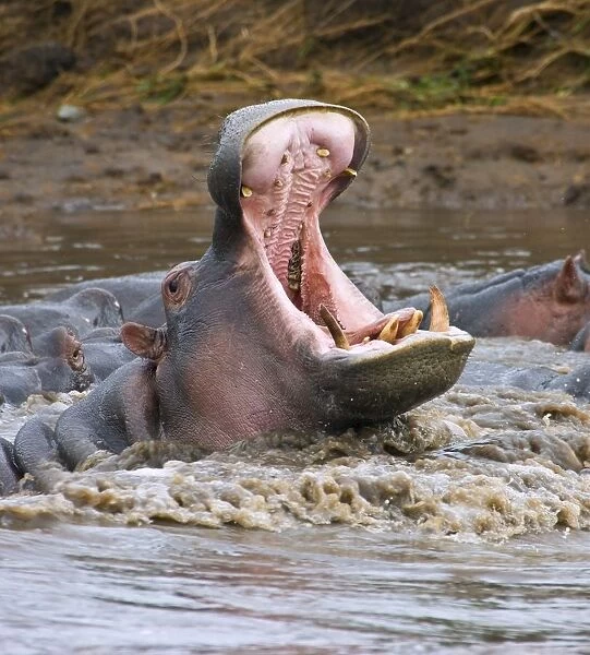 Yawning hippopotamus (Hippopotamus amphibius) at Serengeti National Park, Tanzania