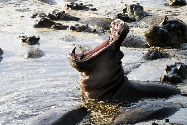 Yawning hippopotamus -Hippopotamus amphibius- in the Hippo Pool of Retina, Serengeti National Park, Tanzania, Africa