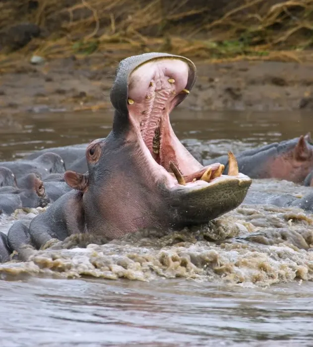 Framed Print : Yawning hippopotamus (Hippopotamus amphibius) at Serengeti National Park, Tanzania