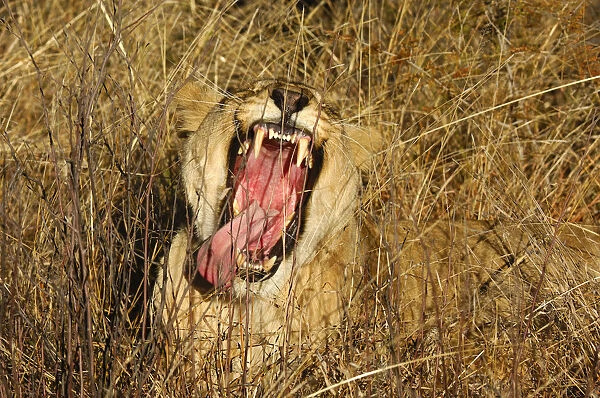 Yawning Lioness (Panthera leo) showing its teeth, Madikwe Game Reserve, South Africa