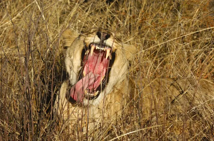 Framed Print : Yawning Lioness (Panthera leo) showing its teeth, Madikwe Game Reserve, South Africa