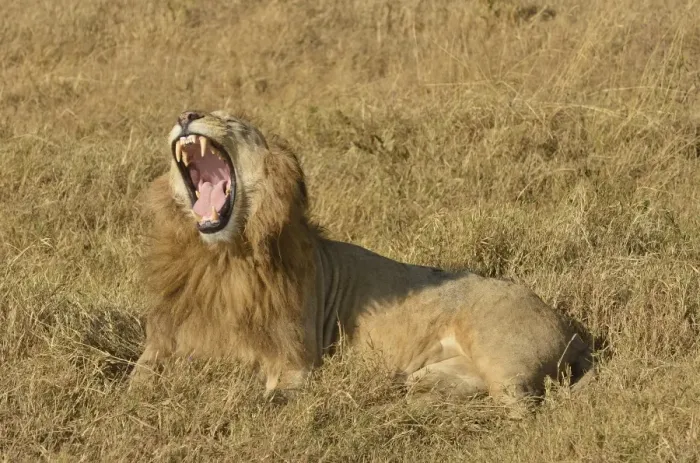 Framed Print : Yawning male Lion -Panthera leo-, with a mane, Ngorongoro, Serengeti, Tanzania Framed Print : Yawning male Lion -Panthera leo-, with a mane, Ngorongoro, Serengeti, Tanzania