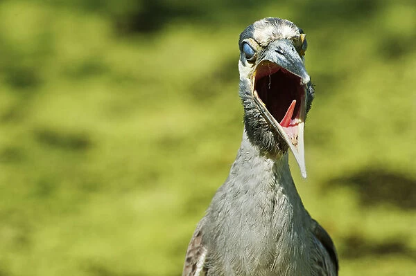 Yawning yellow-crowned night heron